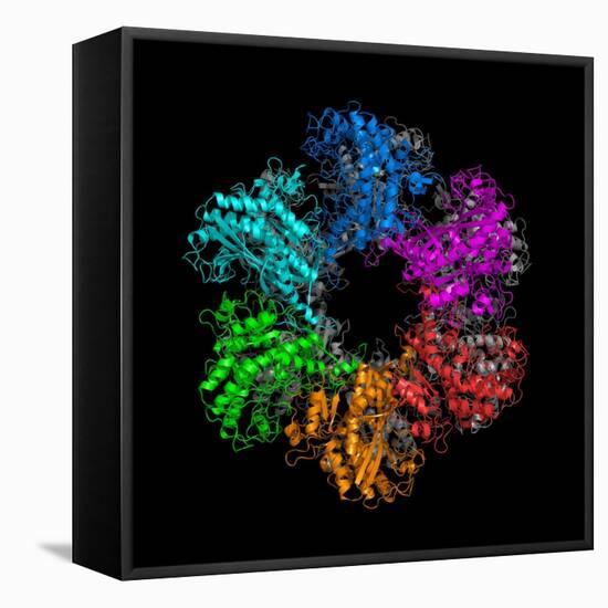 Glutamine Synthetase Enzyme-Laguna Design-Framed Stretched Canvas