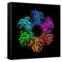 Glutamine Synthetase Enzyme-Laguna Design-Framed Stretched Canvas