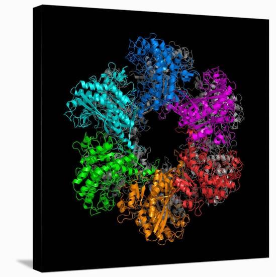 Glutamine Synthetase Enzyme-Laguna Design-Stretched Canvas