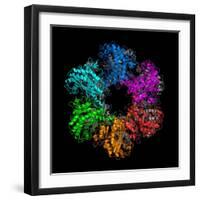 Glutamine Synthetase Enzyme-Laguna Design-Framed Premium Photographic Print