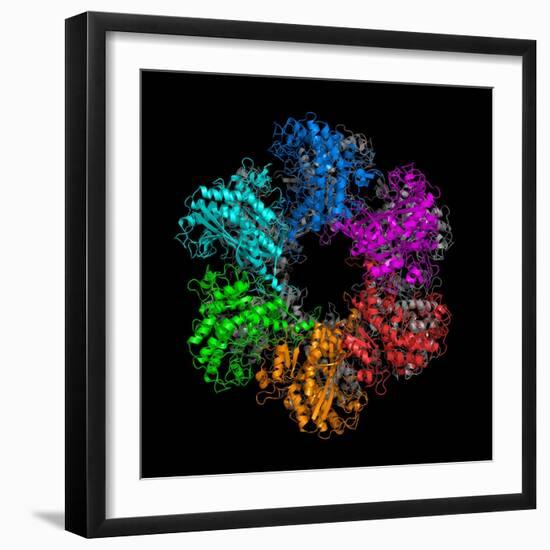 Glutamine Synthetase Enzyme-Laguna Design-Framed Premium Photographic Print