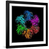 Glutamine Synthetase Enzyme-Laguna Design-Framed Photographic Print