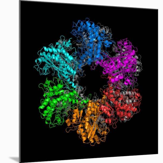 Glutamine Synthetase Enzyme-Laguna Design-Mounted Photographic Print