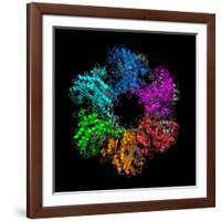 Glutamine Synthetase Enzyme-Laguna Design-Framed Photographic Print