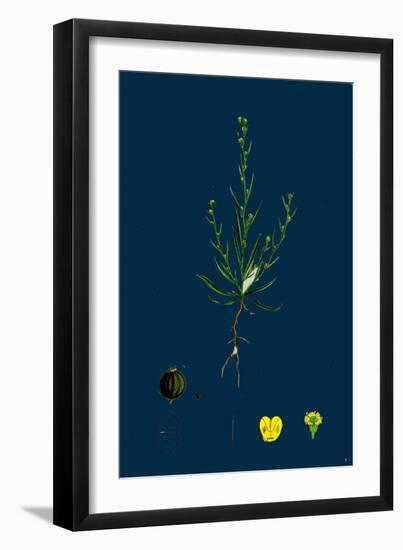 Glyceria Plicata; Folded-Leaved Meadow-Grass-null-Framed Giclee Print