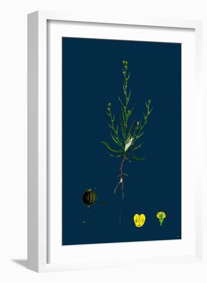 Glyceria Plicata; Folded-Leaved Meadow-Grass-null-Framed Giclee Print
