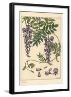 Glycine Botanical Study, 1897 (Lithograph)-Eugene Grasset-Framed Giclee Print