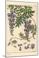 Glycine Botanical Study, 1897 (Lithograph)-Eugene Grasset-Mounted Giclee Print