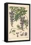 Glycine Botanical Study, 1897 (Lithograph)-Eugene Grasset-Framed Stretched Canvas