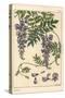 Glycine Botanical Study, 1897 (Lithograph)-Eugene Grasset-Stretched Canvas