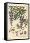 Glycine Botanical Study, 1897 (Lithograph)-Eugene Grasset-Framed Stretched Canvas