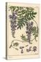 Glycine Botanical Study, 1897 (Lithograph)-Eugene Grasset-Stretched Canvas