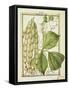 Glycine Rhomboidalis, Watercolour by Delahaye, 1789-null-Framed Stretched Canvas