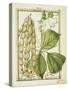 Glycine Rhomboidalis, Watercolour by Delahaye, 1789-null-Stretched Canvas