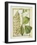 Glycine Rhomboidalis, Watercolour by Delahaye, 1789-null-Framed Giclee Print