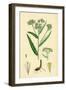 Gnaphalium Margaritaceum Pearly Everlasting-null-Framed Giclee Print
