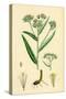 Gnaphalium Margaritaceum Pearly Everlasting-null-Stretched Canvas