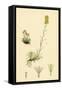 Gnaphalium Supinum Dwarf Cudweed-null-Framed Stretched Canvas