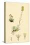 Gnaphalium Supinum Dwarf Cudweed-null-Stretched Canvas