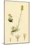 Gnaphalium Supinum Dwarf Cudweed-null-Mounted Giclee Print