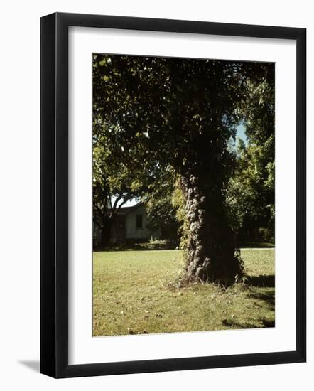 Gnarled Apple Tree Planted over 100 Years Ago by Johnny Appleseed-Andreas Feininger-Framed Photographic Print