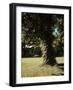 Gnarled Apple Tree Planted over 100 Years Ago by Johnny Appleseed-Andreas Feininger-Framed Photographic Print