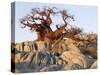 Gnarled Baobab Tree Grows Among Rocks at Kubu Island on Edge of Sowa Pan, Makgadikgadi, Kalahari-Nigel Pavitt-Stretched Canvas