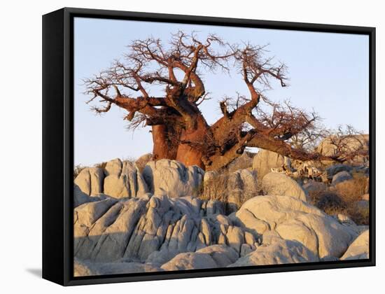 Gnarled Baobab Tree Grows Among Rocks at Kubu Island on Edge of Sowa Pan, Makgadikgadi, Kalahari-Nigel Pavitt-Framed Stretched Canvas