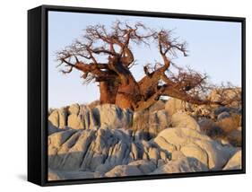 Gnarled Baobab Tree Grows Among Rocks at Kubu Island on Edge of Sowa Pan, Makgadikgadi, Kalahari-Nigel Pavitt-Framed Stretched Canvas