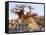 Gnarled Baobab Tree Grows Among Rocks at Kubu Island on Edge of Sowa Pan, Makgadikgadi, Kalahari-Nigel Pavitt-Framed Stretched Canvas