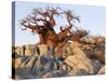 Gnarled Baobab Tree Grows Among Rocks at Kubu Island on Edge of Sowa Pan, Makgadikgadi, Kalahari-Nigel Pavitt-Stretched Canvas