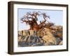 Gnarled Baobab Tree Grows Among Rocks at Kubu Island on Edge of Sowa Pan, Makgadikgadi, Kalahari-Nigel Pavitt-Framed Photographic Print