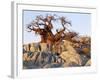 Gnarled Baobab Tree Grows Among Rocks at Kubu Island on Edge of Sowa Pan, Makgadikgadi, Kalahari-Nigel Pavitt-Framed Photographic Print