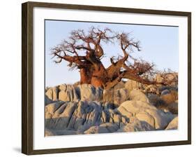 Gnarled Baobab Tree Grows Among Rocks at Kubu Island on Edge of Sowa Pan, Makgadikgadi, Kalahari-Nigel Pavitt-Framed Photographic Print