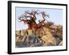 Gnarled Baobab Tree Grows Among Rocks at Kubu Island on Edge of Sowa Pan, Makgadikgadi, Kalahari-Nigel Pavitt-Framed Photographic Print