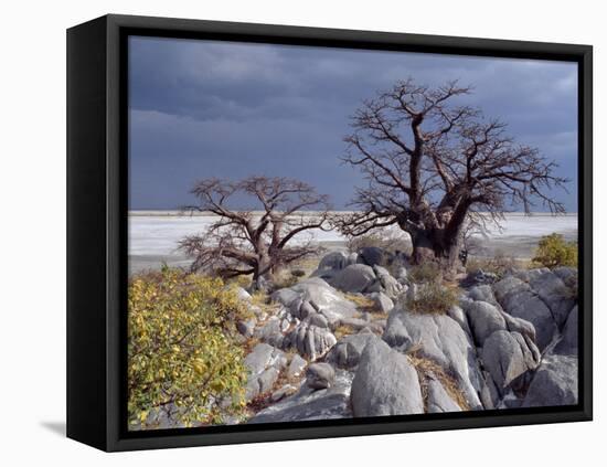 Gnarled Baobab Tree Grows Among Rocks at Kubu Island on Edge of Sowa Pan, Makgadikgadi, Kalahari-Nigel Pavitt-Framed Stretched Canvas