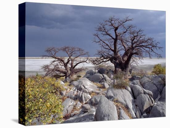 Gnarled Baobab Tree Grows Among Rocks at Kubu Island on Edge of Sowa Pan, Makgadikgadi, Kalahari-Nigel Pavitt-Stretched Canvas