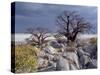Gnarled Baobab Tree Grows Among Rocks at Kubu Island on Edge of Sowa Pan, Makgadikgadi, Kalahari-Nigel Pavitt-Stretched Canvas