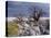 Gnarled Baobab Tree Grows Among Rocks at Kubu Island on Edge of Sowa Pan, Makgadikgadi, Kalahari-Nigel Pavitt-Stretched Canvas