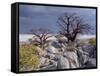 Gnarled Baobab Tree Grows Among Rocks at Kubu Island on Edge of Sowa Pan, Makgadikgadi, Kalahari-Nigel Pavitt-Framed Stretched Canvas