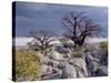 Gnarled Baobab Tree Grows Among Rocks at Kubu Island on Edge of Sowa Pan, Makgadikgadi, Kalahari-Nigel Pavitt-Stretched Canvas