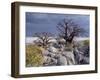 Gnarled Baobab Tree Grows Among Rocks at Kubu Island on Edge of Sowa Pan, Makgadikgadi, Kalahari-Nigel Pavitt-Framed Premium Photographic Print