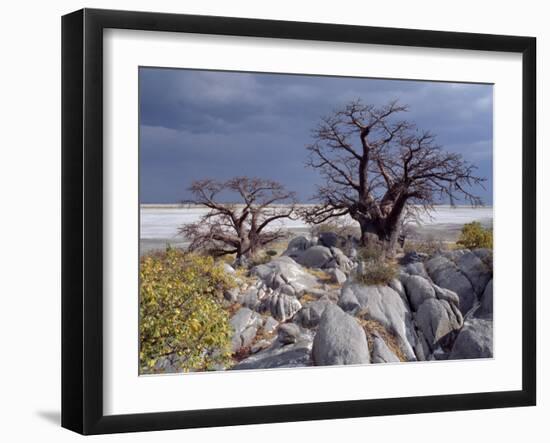 Gnarled Baobab Tree Grows Among Rocks at Kubu Island on Edge of Sowa Pan, Makgadikgadi, Kalahari-Nigel Pavitt-Framed Premium Photographic Print