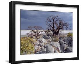 Gnarled Baobab Tree Grows Among Rocks at Kubu Island on Edge of Sowa Pan, Makgadikgadi, Kalahari-Nigel Pavitt-Framed Premium Photographic Print