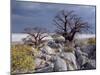 Gnarled Baobab Tree Grows Among Rocks at Kubu Island on Edge of Sowa Pan, Makgadikgadi, Kalahari-Nigel Pavitt-Mounted Premium Photographic Print