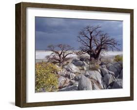 Gnarled Baobab Tree Grows Among Rocks at Kubu Island on Edge of Sowa Pan, Makgadikgadi, Kalahari-Nigel Pavitt-Framed Photographic Print