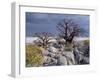 Gnarled Baobab Tree Grows Among Rocks at Kubu Island on Edge of Sowa Pan, Makgadikgadi, Kalahari-Nigel Pavitt-Framed Photographic Print