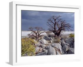 Gnarled Baobab Tree Grows Among Rocks at Kubu Island on Edge of Sowa Pan, Makgadikgadi, Kalahari-Nigel Pavitt-Framed Photographic Print