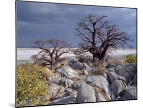 Gnarled Baobab Tree Grows Among Rocks at Kubu Island on Edge of Sowa Pan, Makgadikgadi, Kalahari-Nigel Pavitt-Mounted Photographic Print