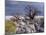 Gnarled Baobab Tree Grows Among Rocks at Kubu Island on Edge of Sowa Pan, Makgadikgadi, Kalahari-Nigel Pavitt-Mounted Photographic Print